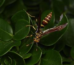 Polistes bequaertellus