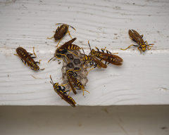 Polistes bequaertellus