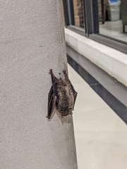 Pipistrellus abramus