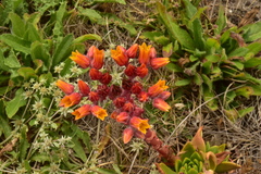 Dudleya palmeri