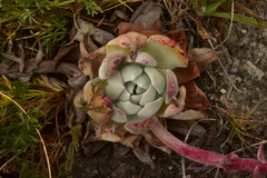 Dudleya palmeri