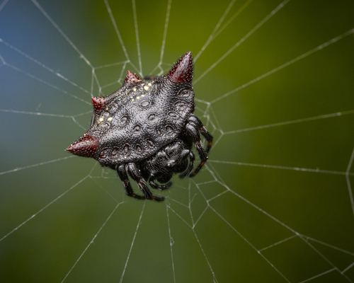 Spinybacked orbweaver