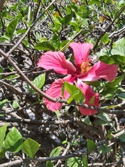 Hibiscus × archeri