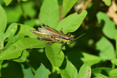Scotussa impudica