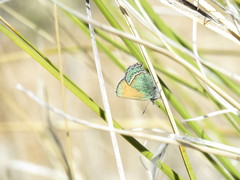 Callophrys mcfarlandi