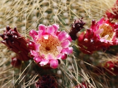Cephalocereus polylophus