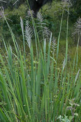 Paspalum lentiginosum