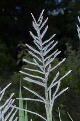 Paspalum lentiginosum