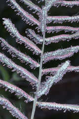 Paspalum lentiginosum