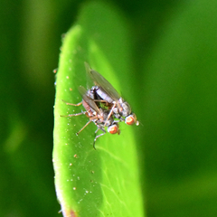 Acalyptratae