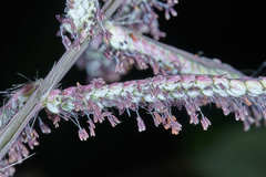 Paspalum lentiginosum