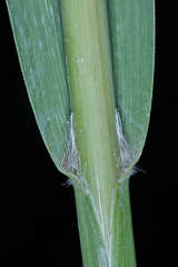Paspalum lentiginosum