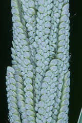 Paspalum lentiginosum