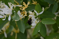 Bombus griseocollis