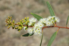 Eucalyptus rowleyi