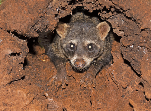 Crab-eating Raccoon