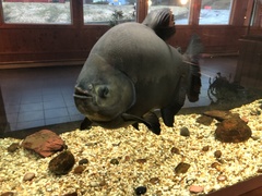 Piaractus brachypomus