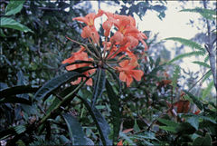 Rhododendron javanicum kinabaluense