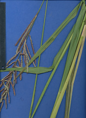 Paspalum lentiginosum