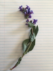 Penstemon nitidus