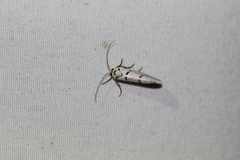 Enaemia atrolinea