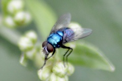Lucilia eximia