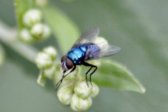 Lucilia eximia