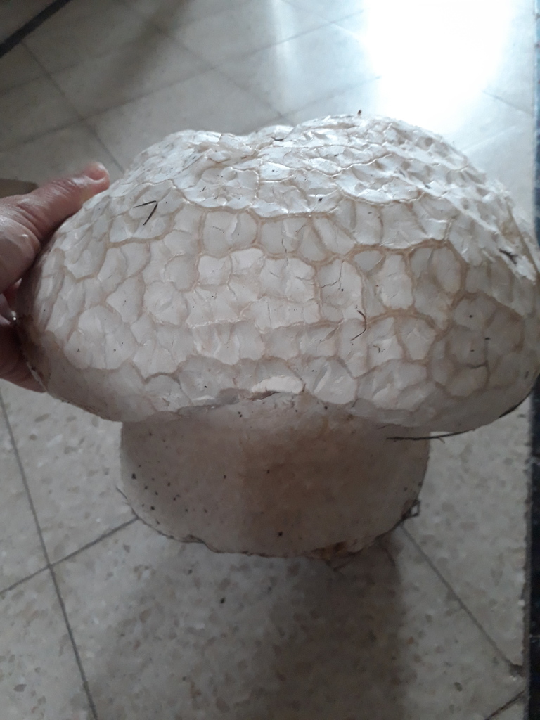 Calvatia cyathiformis · January 2019 · photo: © laurabm2020 (iNaturalist, cc-by)