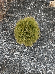 Selaginella braunii