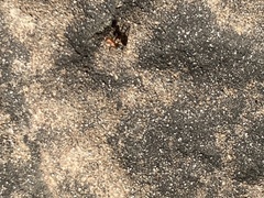 Formicidae