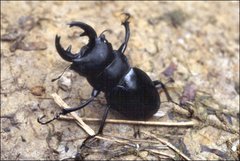 Odontolabis leuthneri