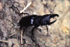 Odontolabis leuthneri