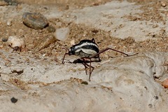 Stenocara gracilipes