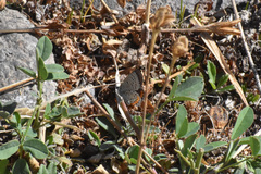 Icaricia lupini texanus