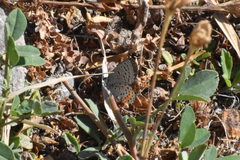 Icaricia lupini texanus