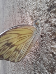 Lepidoptera