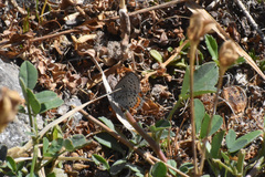 Icaricia lupini texanus