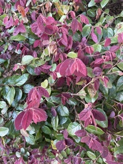 Loropetalum