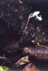 Anoectochilus longicalcaratus