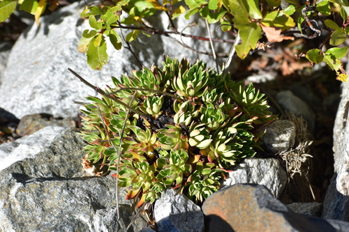 Image of Lifelong Saxifrage (Saxifraga kolenatiana) by (c) Сергей Крыленко, some rights reserved (CC BY)