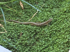 Elgaria multicarinata