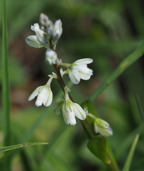 Polygala amarella