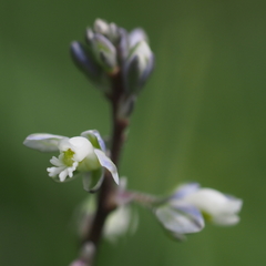 Polygala amarella