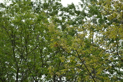 Quercus velutina