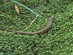 Elgaria multicarinata