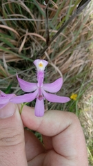 Calopogon tuberosus tuberosus