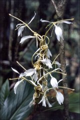 Hedychium cylindricum