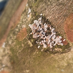 Eriococcus lagerstroemiae