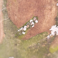 Eriococcus lagerstroemiae