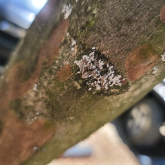 Eriococcus lagerstroemiae